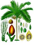 areca palm